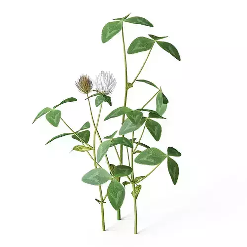 Meadow Plant Clover 3D model