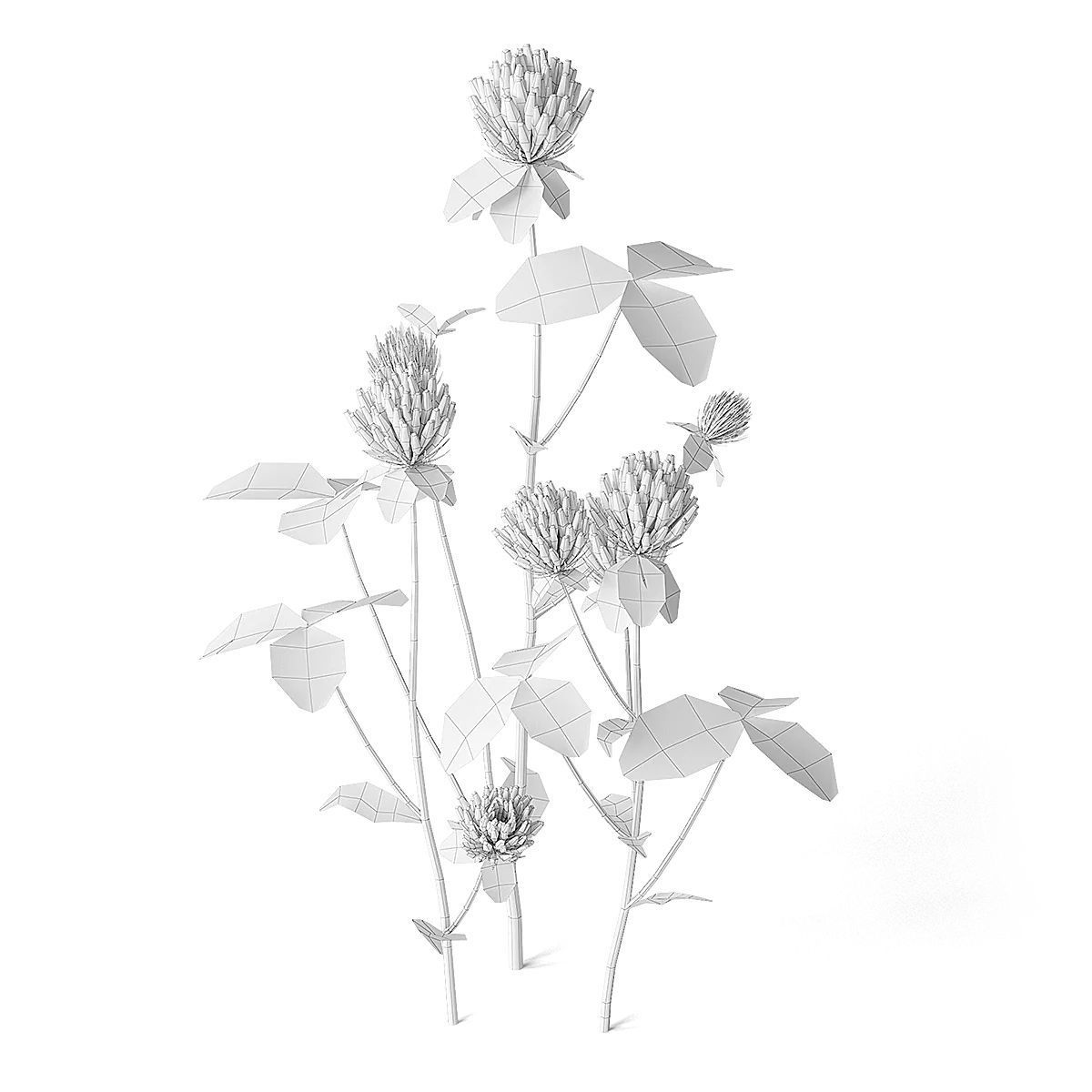 Meadow Plant Clover 3D model_1