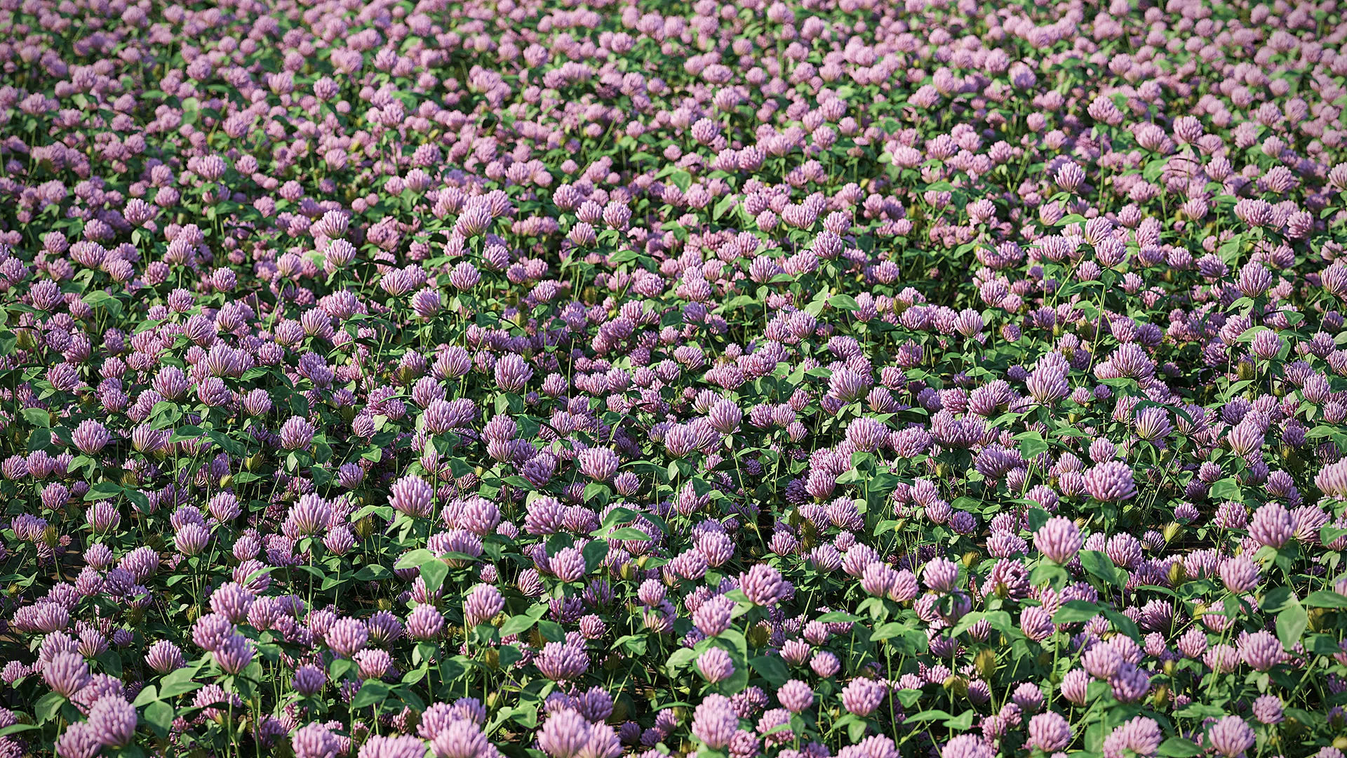 Meadow Plant Clover 3D model_2