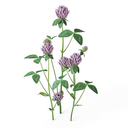 Meadow Plant Clover 3D model
