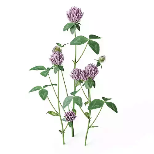 Meadow Plant Clover 3D model