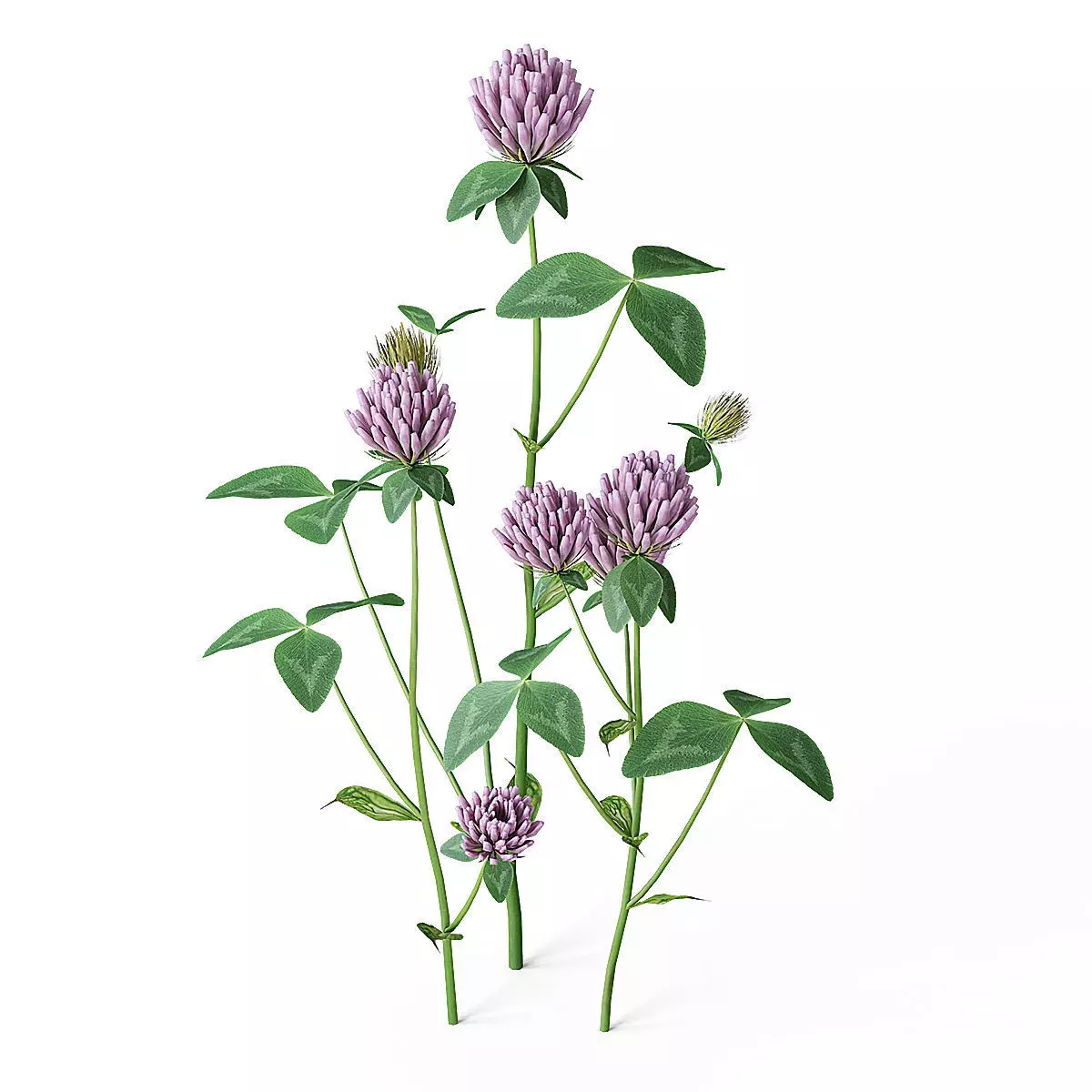 Meadow Plant Clover 3D model_0