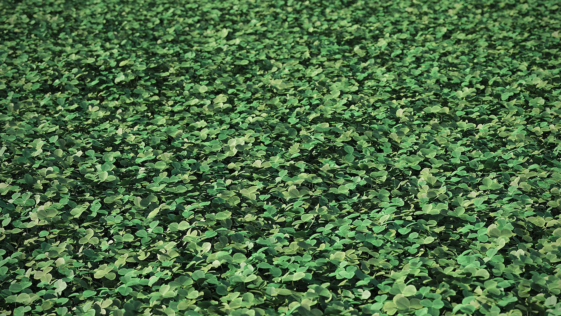 Meadow Plant Clover 3D model_2