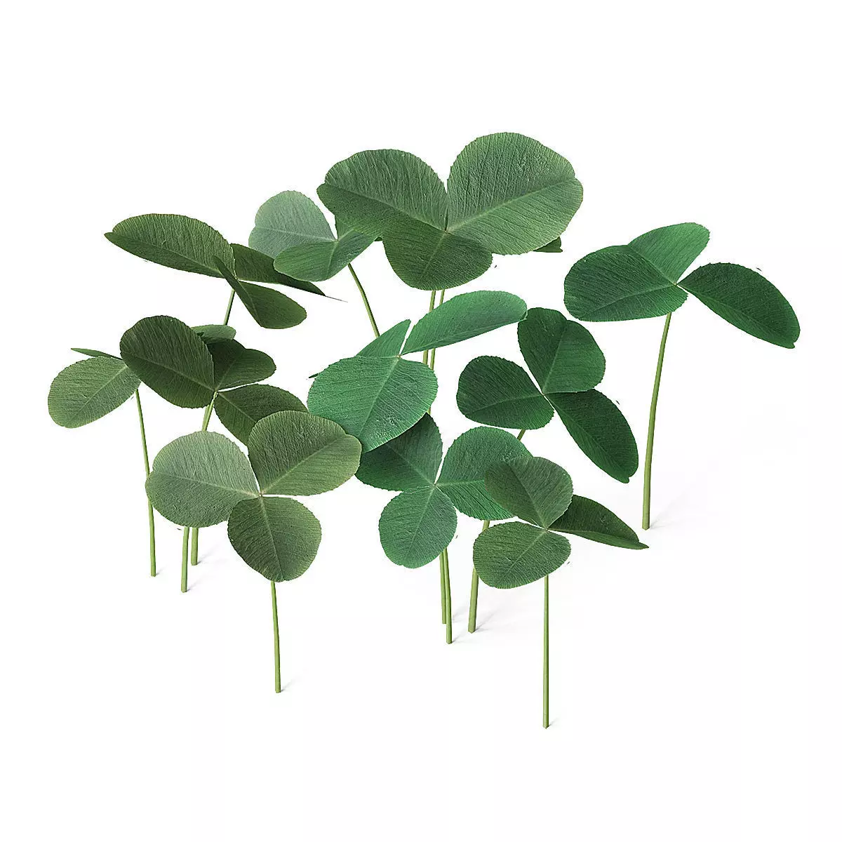 Meadow Plant Clover 3D model_0