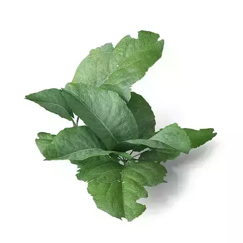 Meadow Plant Bitter Dock