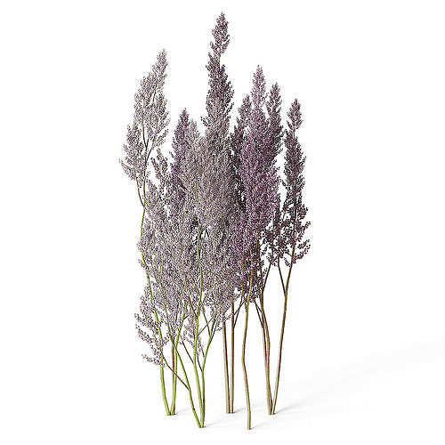 Meadow Plant Astilbe 3D model