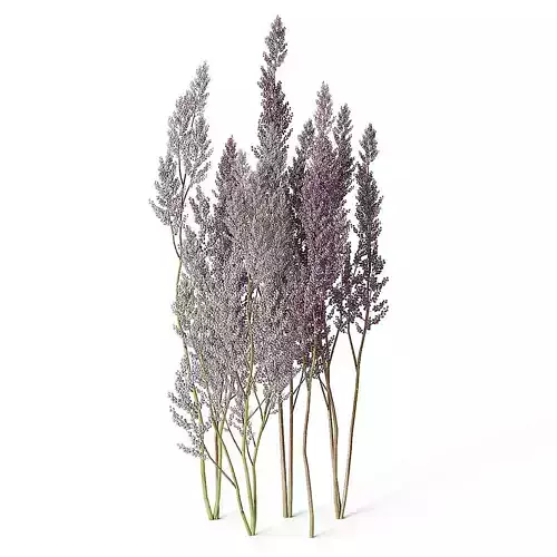 Meadow Plant Astilbe 3D model