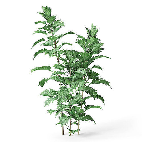 Meadow Plant Artemisia 3D model