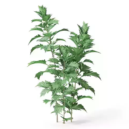 Meadow Plant Artemisia 3D model