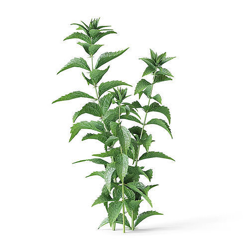 Meadow Plant Nettles 3D model