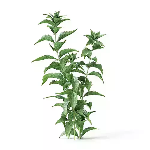 Meadow Plant Nettles 3D model