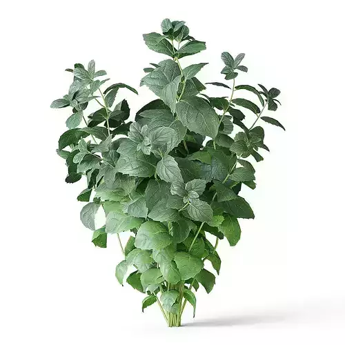 Meadow Plant Mint