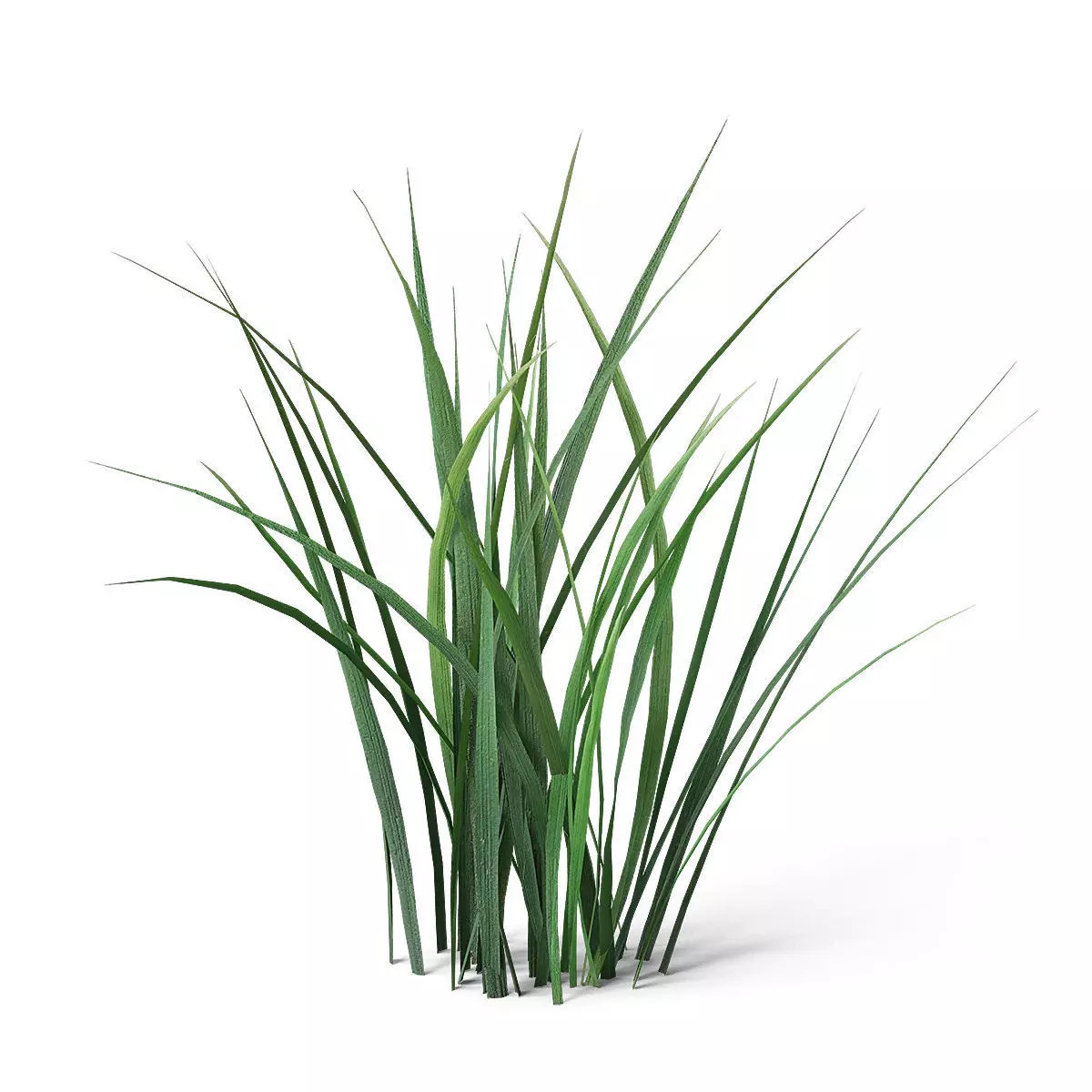 Meadow Plant Grass 3D model_0