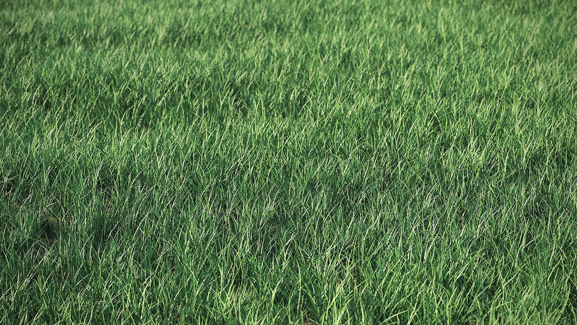 Meadow Plant Grass 3D model_2