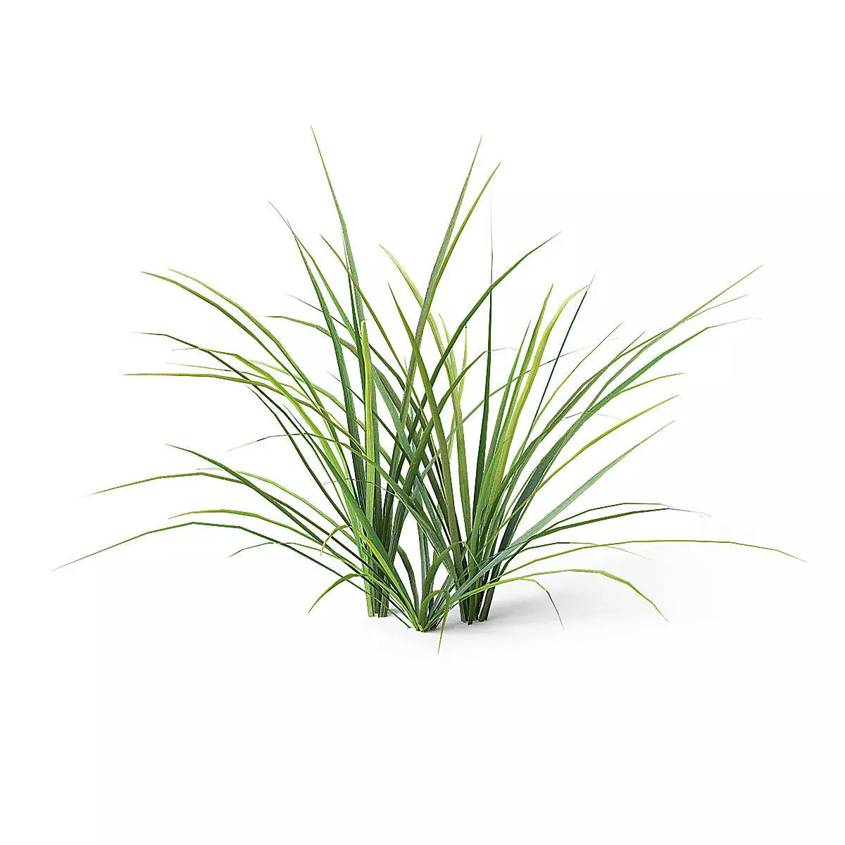 Meadow Plant Grass 3D model