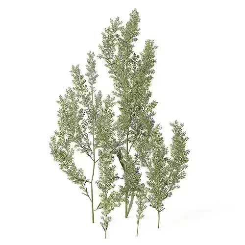 Meadow Plant Goldenrod