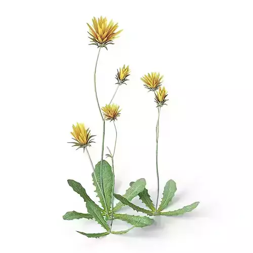 Meadow Plant Dandelion