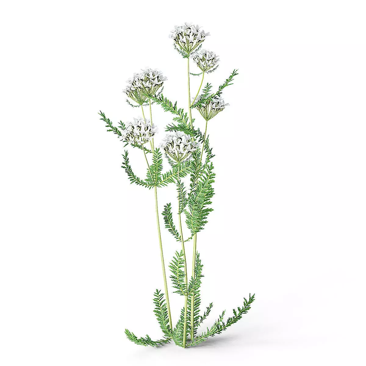 Meadow Plant Yarrow 3D model
