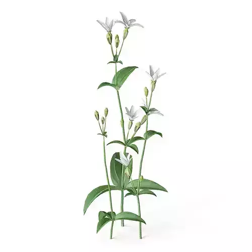 Meadow Plant White Campion