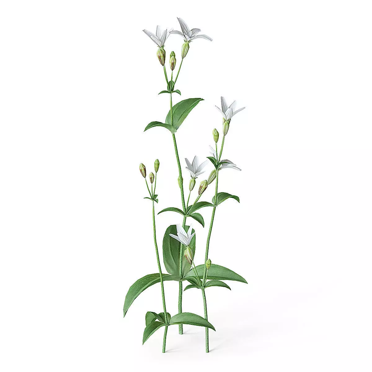 Meadow Plant White Campion 3D model