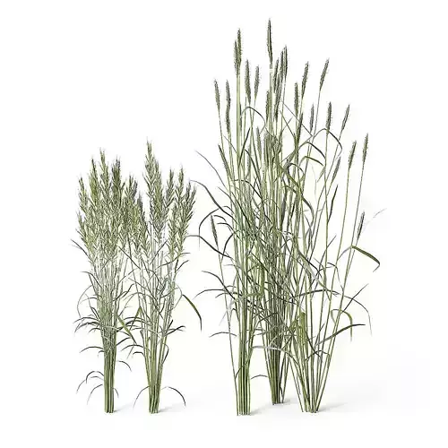 Meadow Plant Tall Grass 3D model