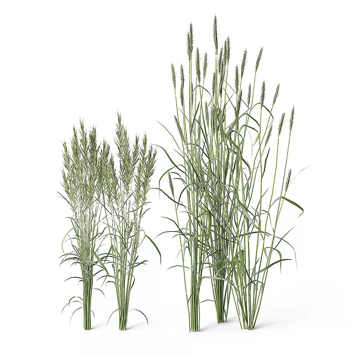 Meadow Plant Tall Grass 3D model_0