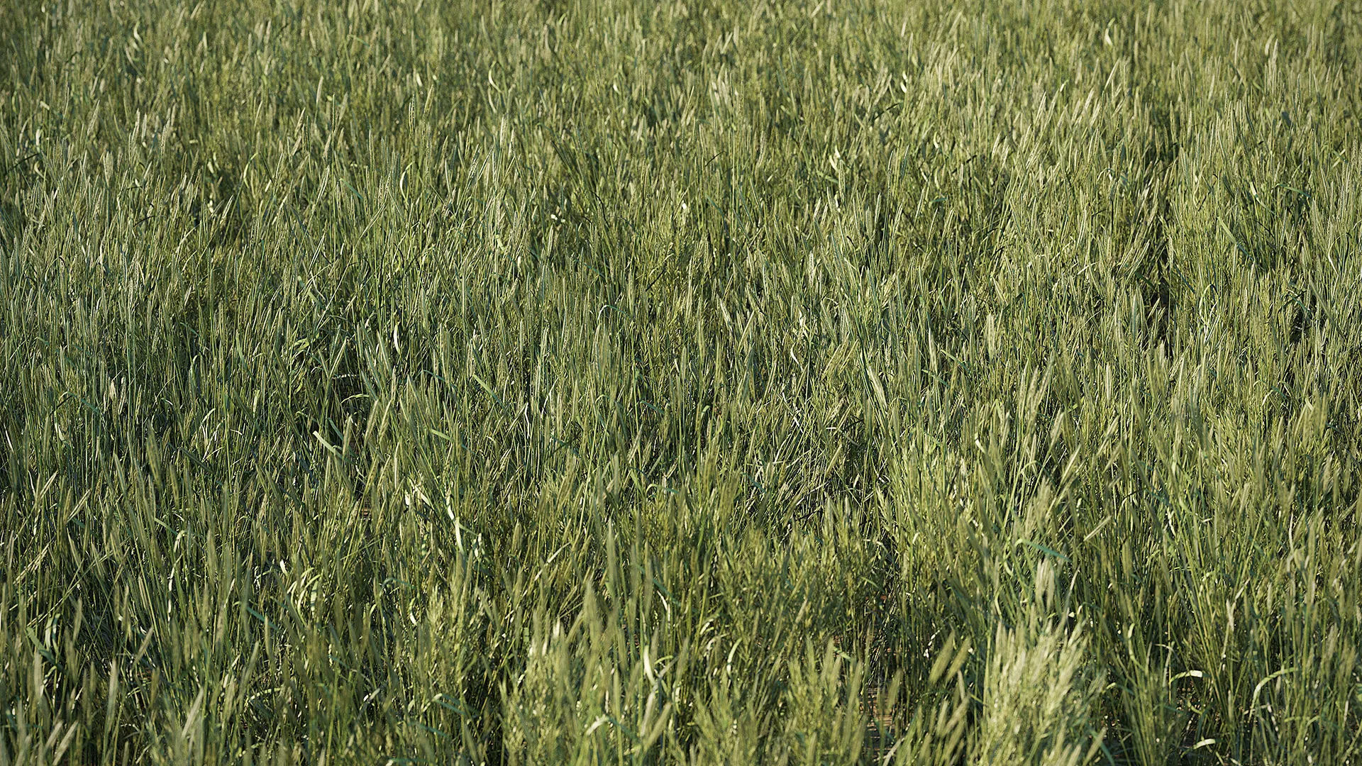 Meadow Plant Tall Grass 3D model_2