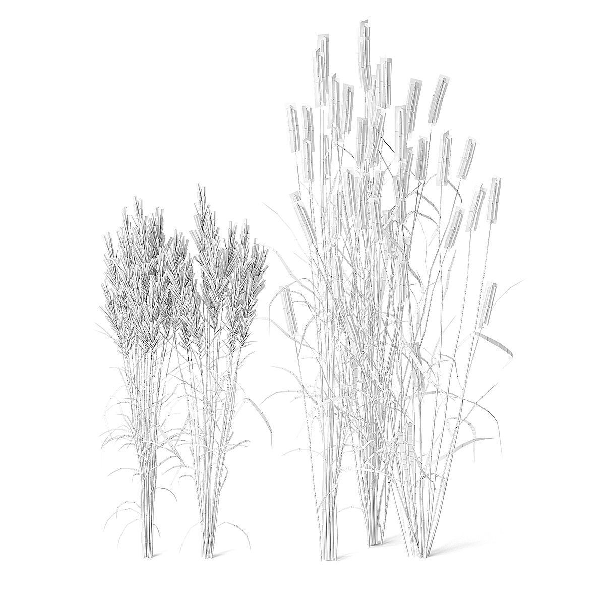 Meadow Plant Tall Grass 3D model_1