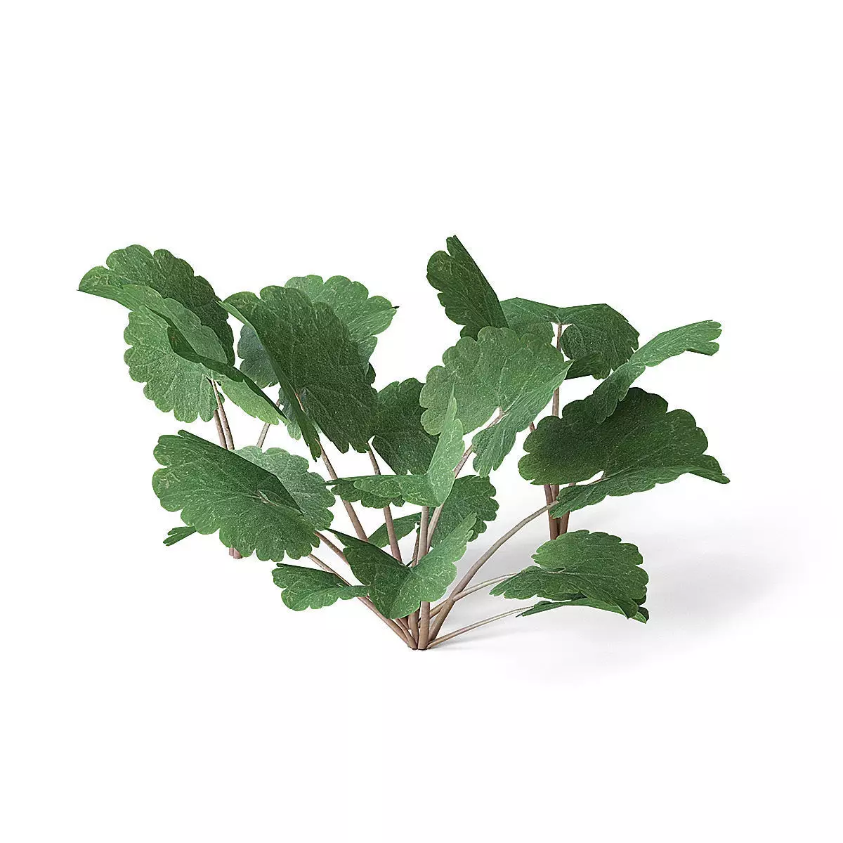 Meadow Plant 3D model_0