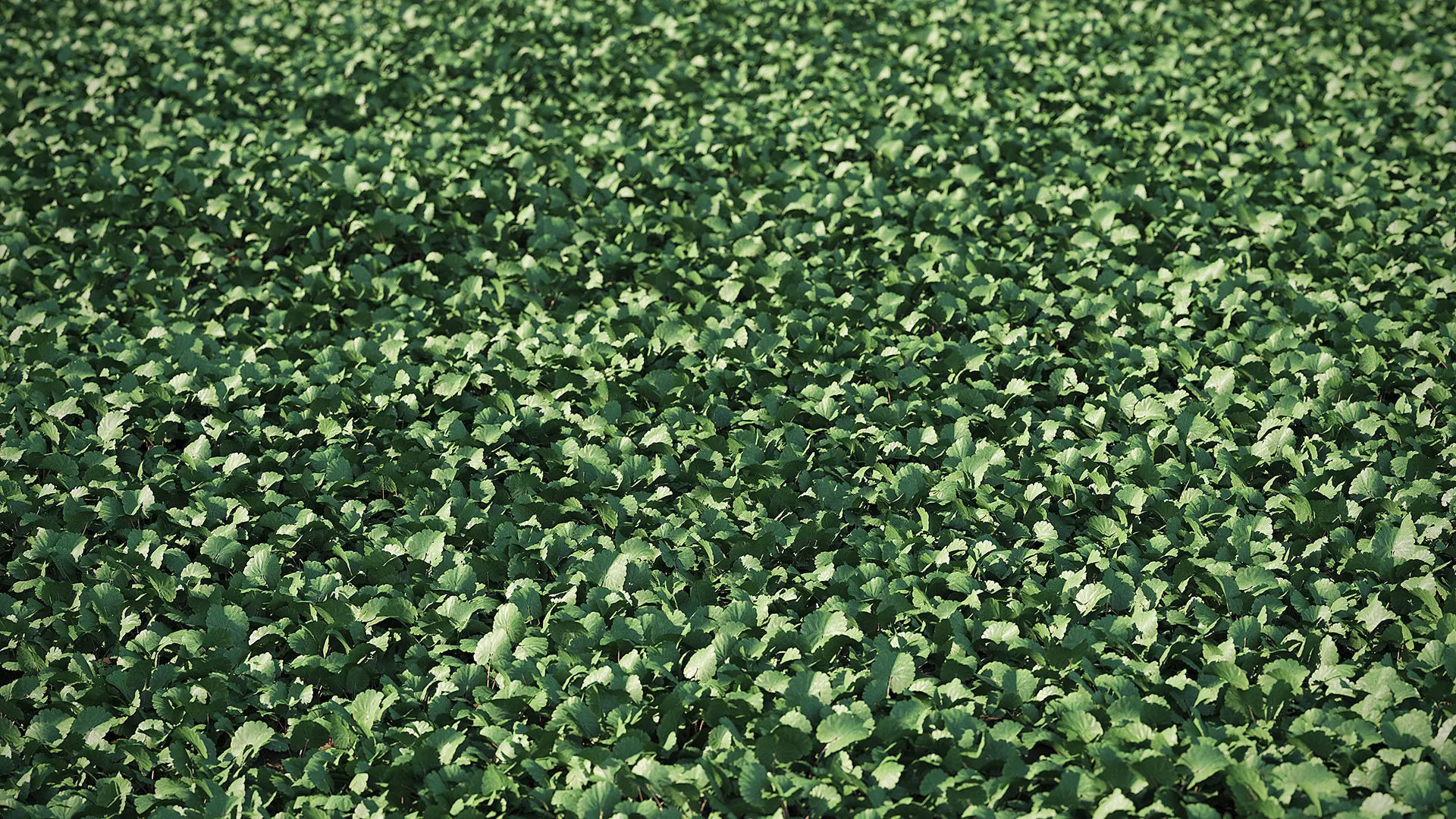 Meadow Plant 3D model_2