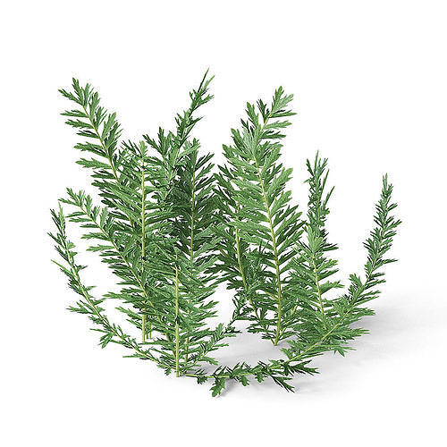 Meadow Plant Yarrow 3D model