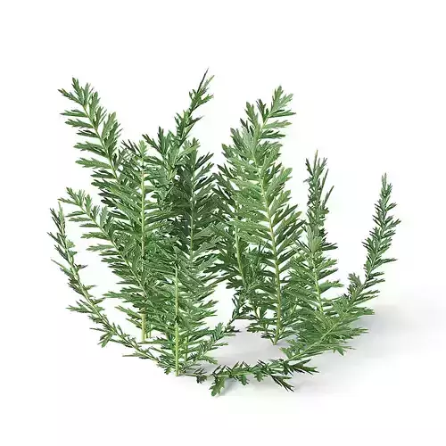 Meadow Plant Yarrow 3D model