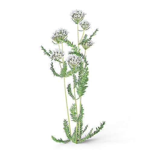 Meadow Plant Yarrow 3D model