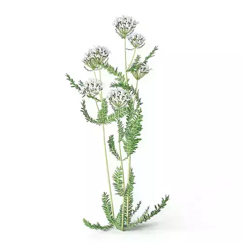 Meadow Plant Yarrow 3D model