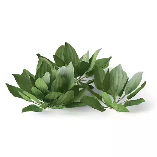 Meadow Plant Plantain