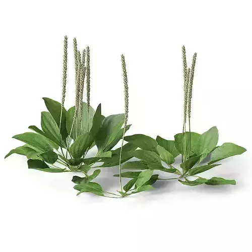 Meadow Plant Plantain