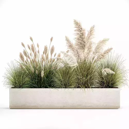 Potted reeds for landscaping 1077