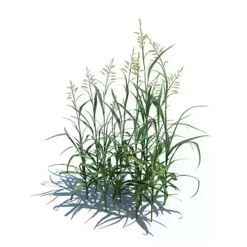 Plant Phalaris Arundinacea