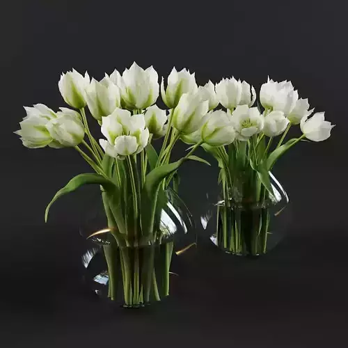 White and green tulips
