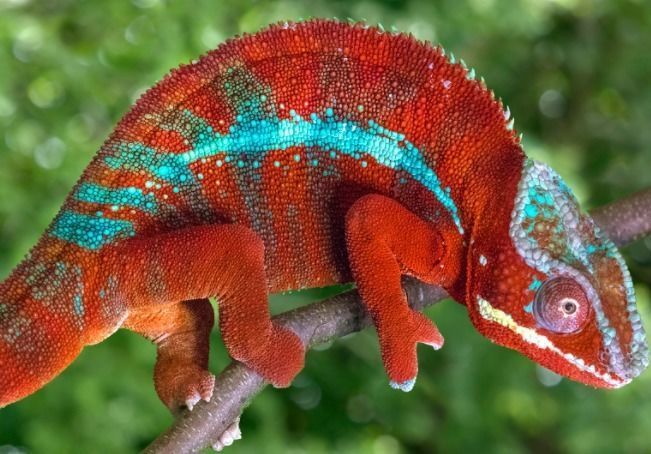 chameleon DD 3D print model_3