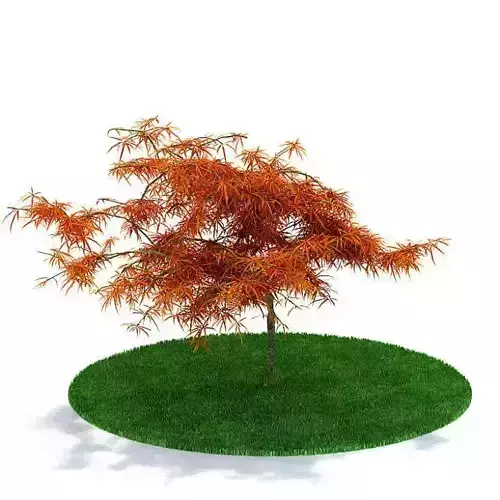 Colored Leafed Tree
