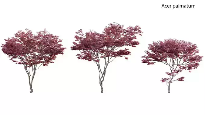 Japanese maple - Acer palmatum 01 3D model