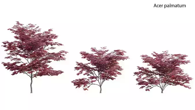 Japanese maple - Acer palmatum 02 3D model