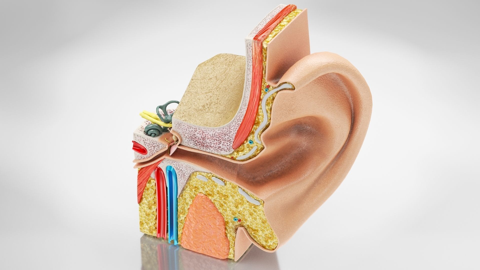 Ear Structure Hd 3D model Ear Anatomy VR / AR / low-poly | CGTrader