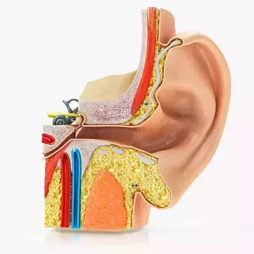 Ear Anatomy