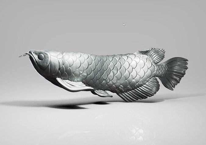 Arowana silver fish swimming in water Free 3D print model