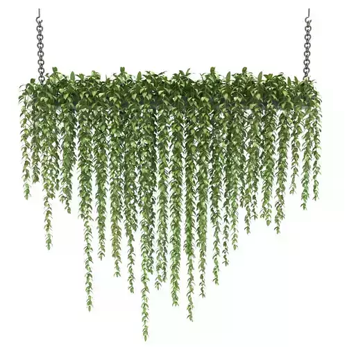 plants collection 19