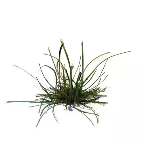 Green Grass Plant