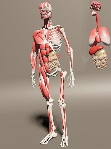 Human Anatomy Low-poly 3D model Low-poly 3D model