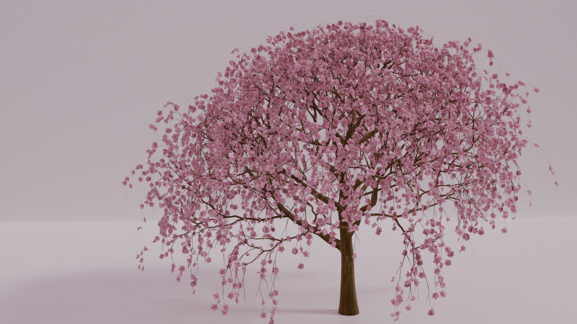 Beautiful Cherry Blossom Tree 3D Model 3D model | CGTrader